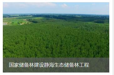 国家储备林筑造静海生态储备林施工